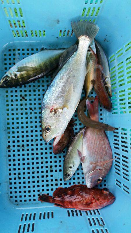 小島丸 釣果