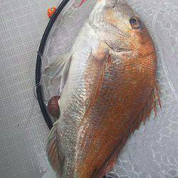 タイラバ遊漁船 ワンピース 釣果