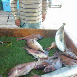 海の釣堀 海恵 釣果