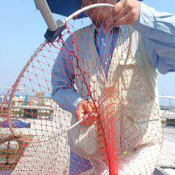 海の釣堀 海恵 釣果
