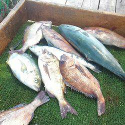 海の釣堀 海恵 釣果