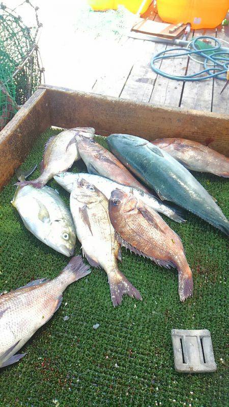 海の釣堀 海恵 釣果