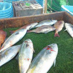 海の釣堀 海恵 釣果