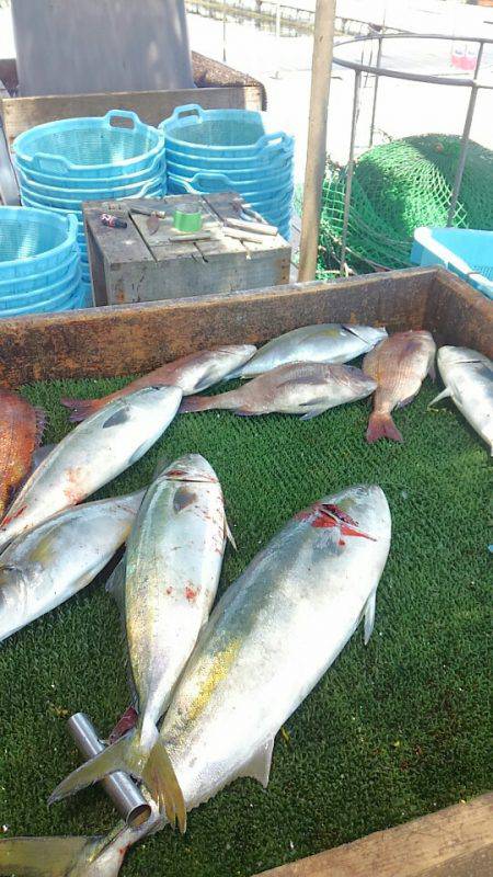 海の釣堀 海恵 釣果