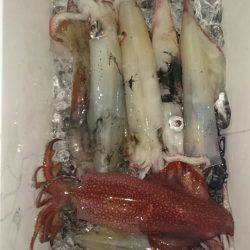 海龍丸（石川） 釣果