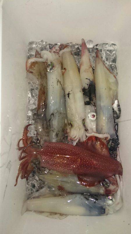 海龍丸（石川） 釣果