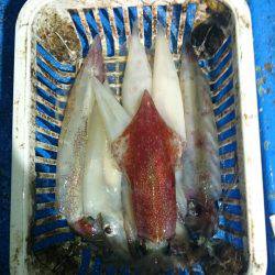 海龍丸（石川） 釣果