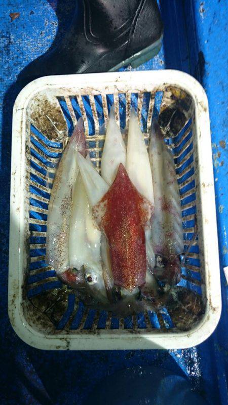 海龍丸（石川） 釣果