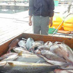 海の釣堀 海恵 釣果
