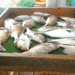 海の釣堀 海恵 釣果