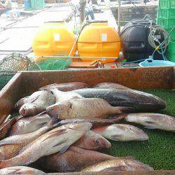海の釣堀 海恵 釣果