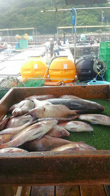 海の釣堀 海恵 釣果