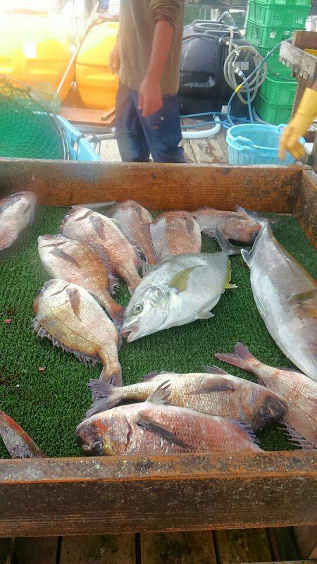 海の釣堀 海恵 釣果
