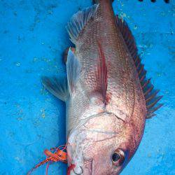 だて丸 釣果
