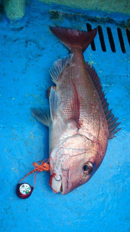 だて丸 釣果