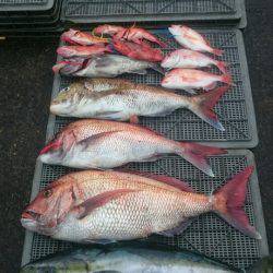 ARCADIAⅡ (アルカディアⅡ) 釣果