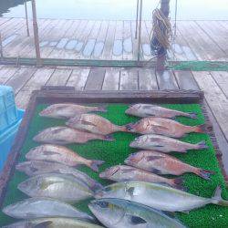 海の釣堀 海恵 釣果