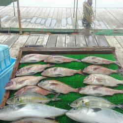 海の釣堀 海恵 釣果
