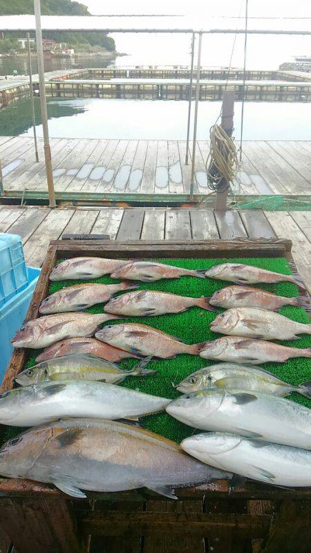 海の釣堀 海恵 釣果