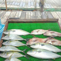 海の釣堀 海恵 釣果