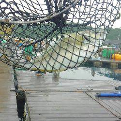 海の釣堀 海恵 釣果