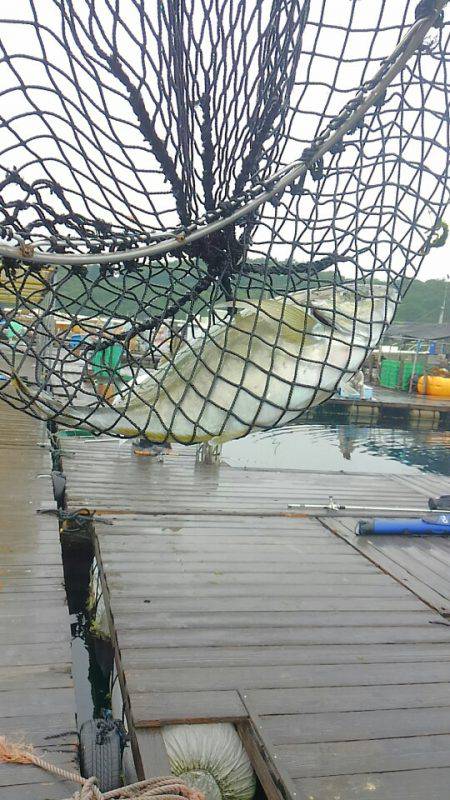 海の釣堀 海恵 釣果