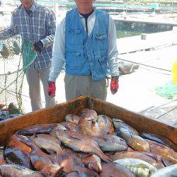 海の釣堀 海恵 釣果