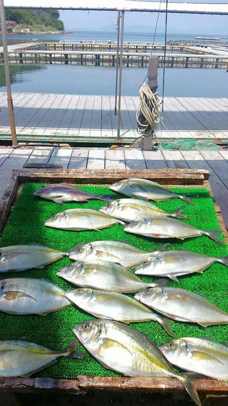 海の釣堀 海恵 釣果