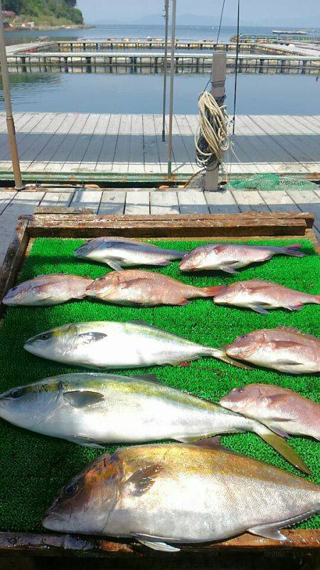 海の釣堀 海恵 釣果