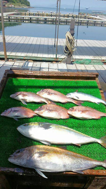 海の釣堀 海恵 釣果