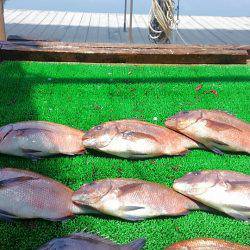 海の釣堀 海恵 釣果