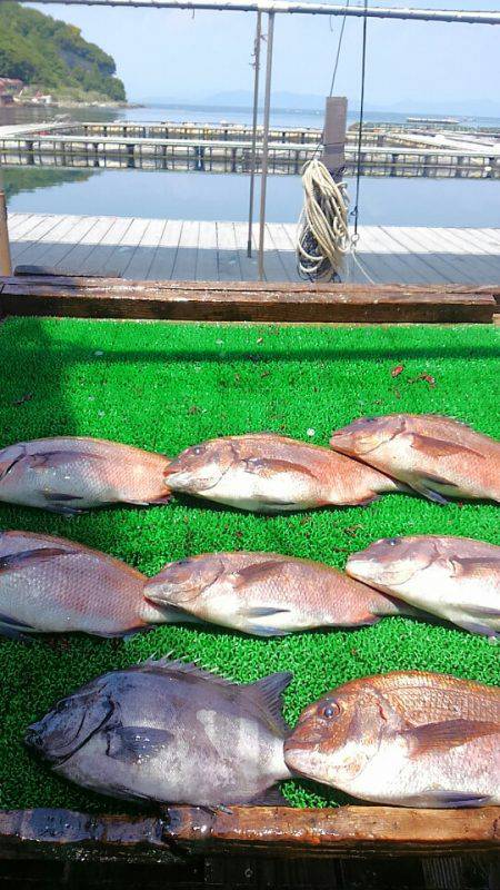 海の釣堀 海恵 釣果