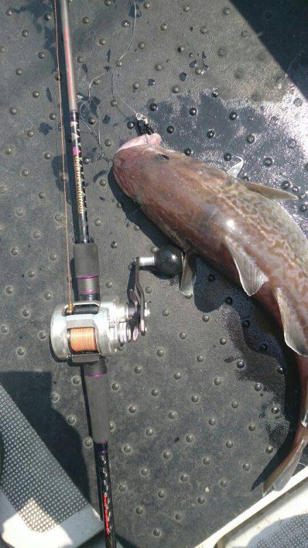 ARCADIAⅡ (アルカディアⅡ) 釣果