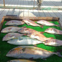 海の釣堀 海恵 釣果