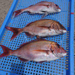 第三共栄丸 釣果