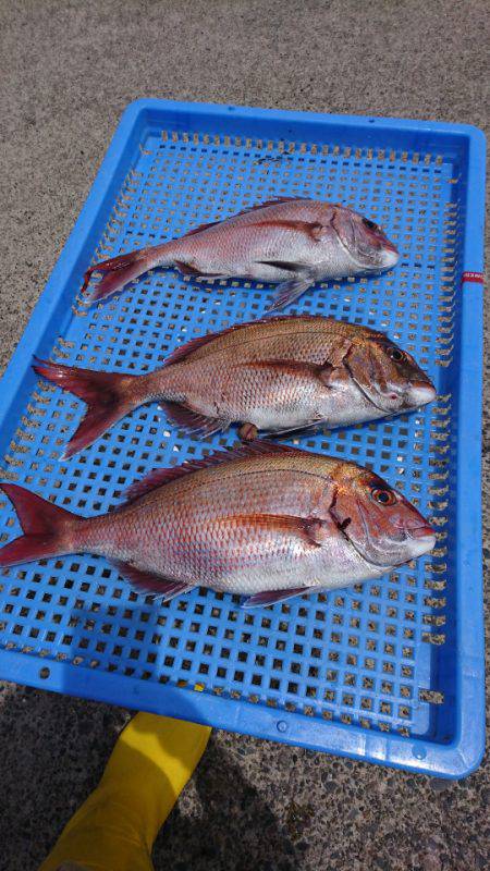 第三共栄丸 釣果