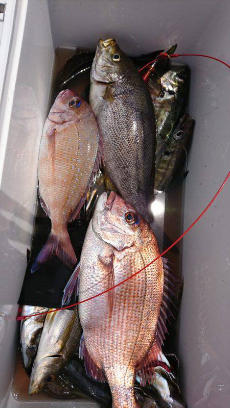 第三共栄丸 釣果