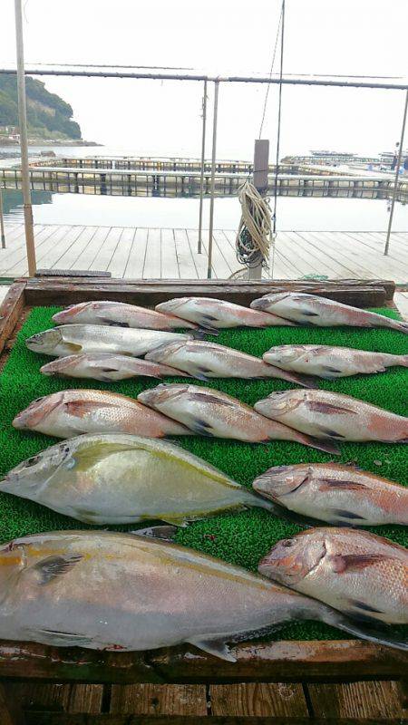 海の釣堀 海恵 釣果