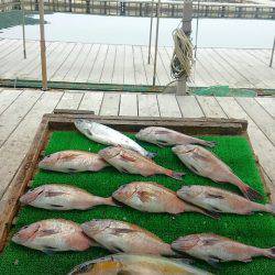 海の釣堀 海恵 釣果