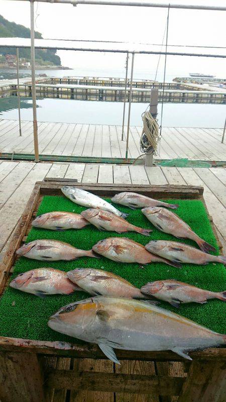 海の釣堀 海恵 釣果