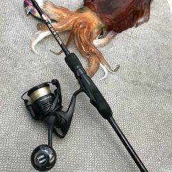 South Current 釣果