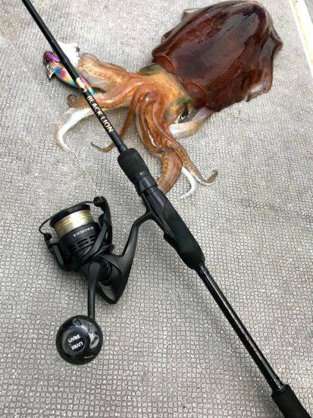 South Current 釣果