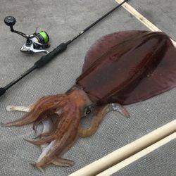 South Current 釣果