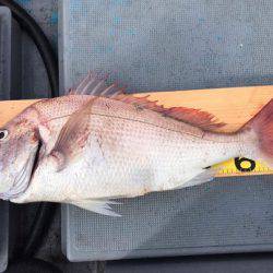 South Current 釣果