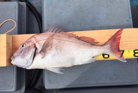 South Current 釣果