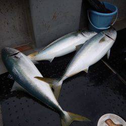 LUSTER『ラスター』 釣果