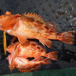 LUSTER『ラスター』 釣果