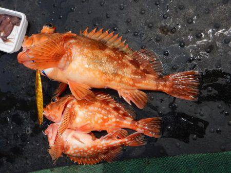 LUSTER『ラスター』 釣果