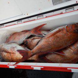 LUSTER『ラスター』 釣果