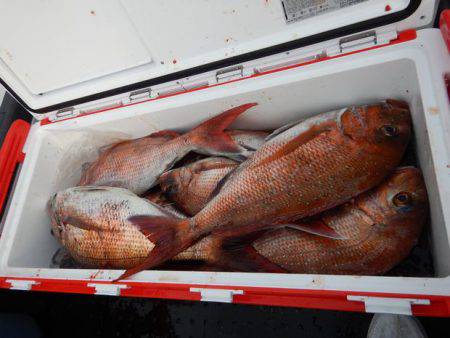 LUSTER『ラスター』 釣果